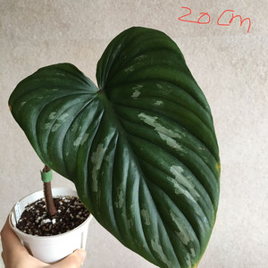 필로덴드론 플로우마니 판매해요