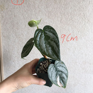 필로덴드론 브랜티아넘 판매해요. (1번완료)