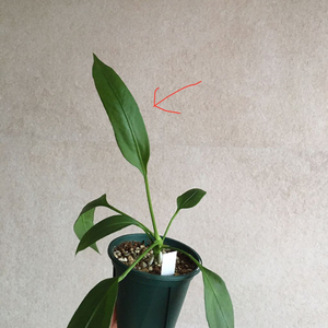 안스리움 비타리폴리움 판매해요.