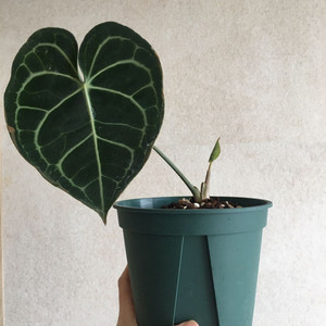 안스리움 클라리네비움 판매해요.