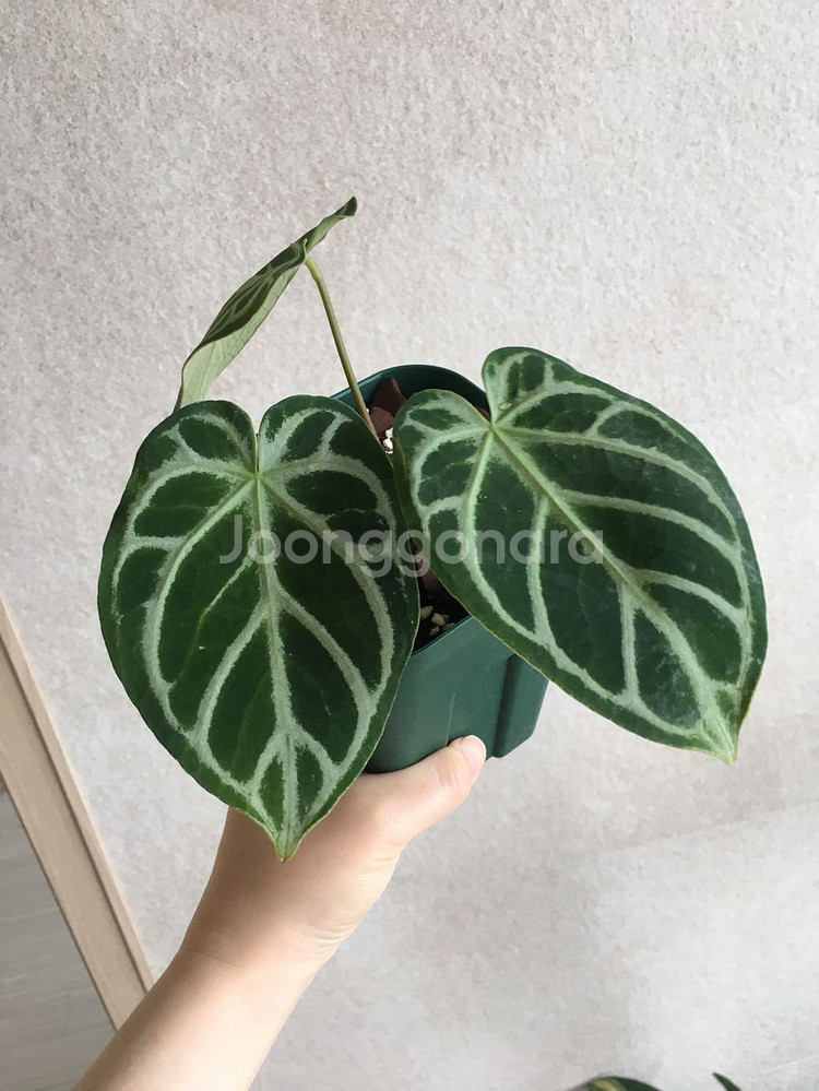 안스리움 실버호프 판매해요--0