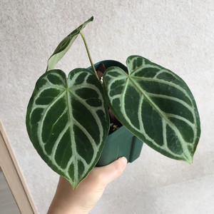 안스리움 실버호프 판매해요