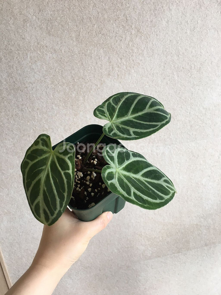 안스리움 실버호프 판매해요--2