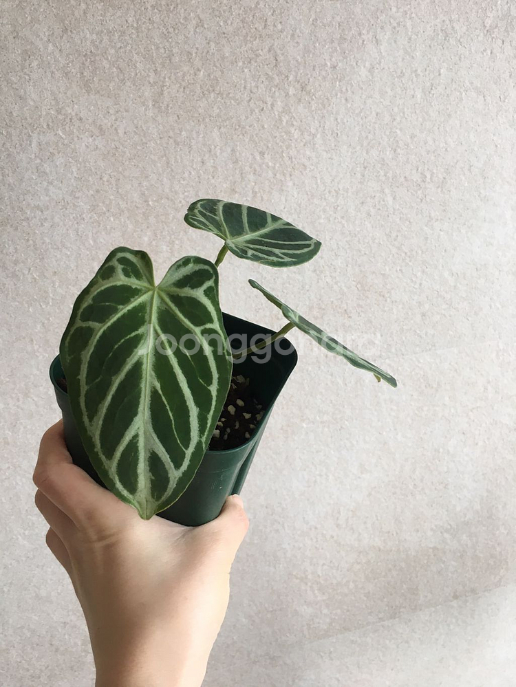 안스리움 실버호프 판매해요--1