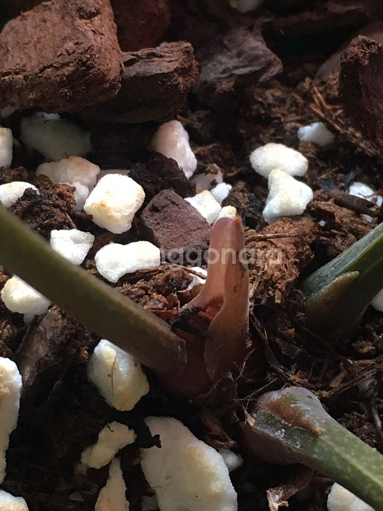 안스리움 실버호프 판매해요--4