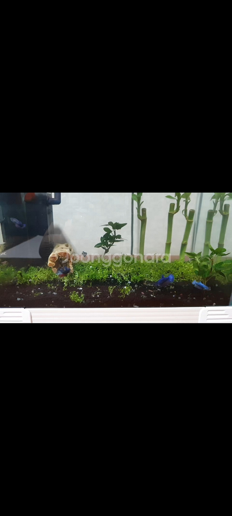 물고기 4마리 , 그외 등등--0