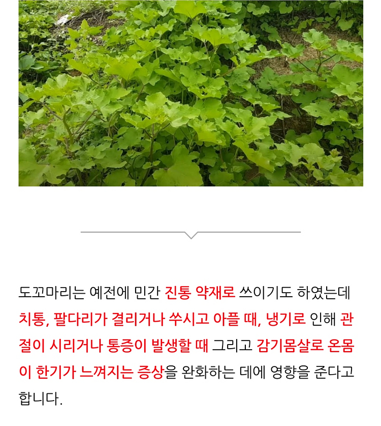 만성비염,피부병,아토피,간지럼,알콜중독,축농증,노화방지--4