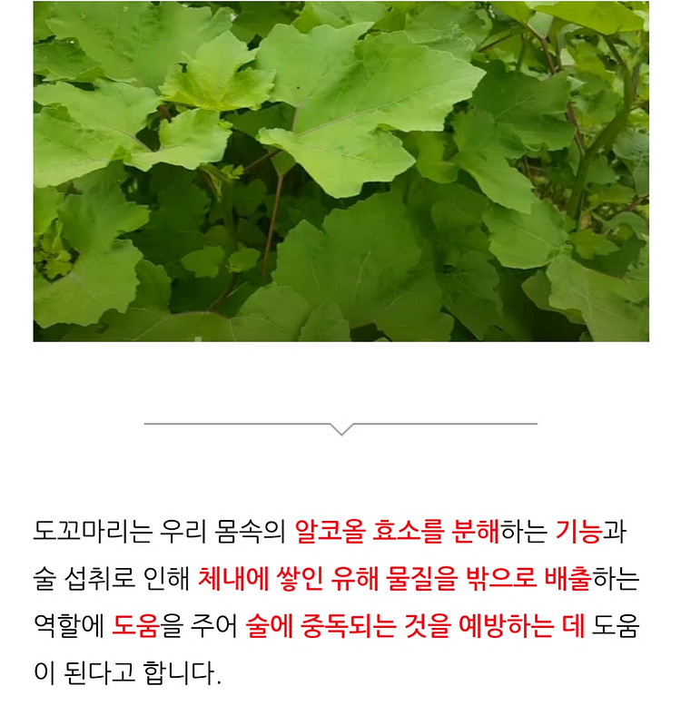 만성비염,피부병,아토피,간지럼,알콜중독,축농증,노화방지--6