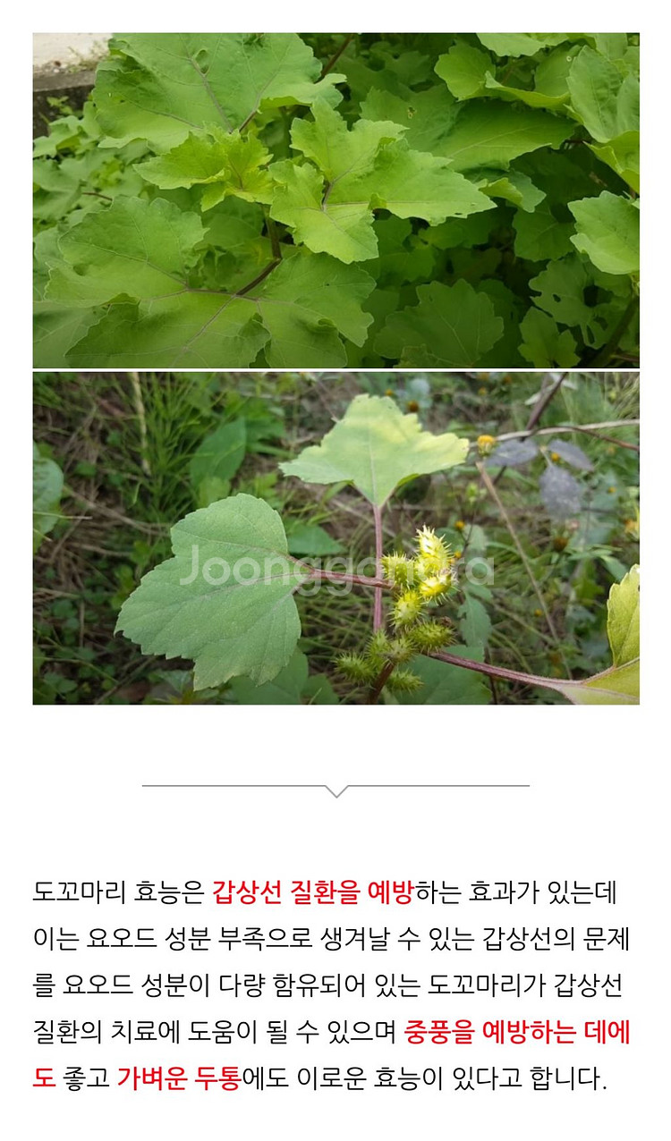 만성비염,피부병,아토피,간지럼,알콜중독,축농증,노화방지--2