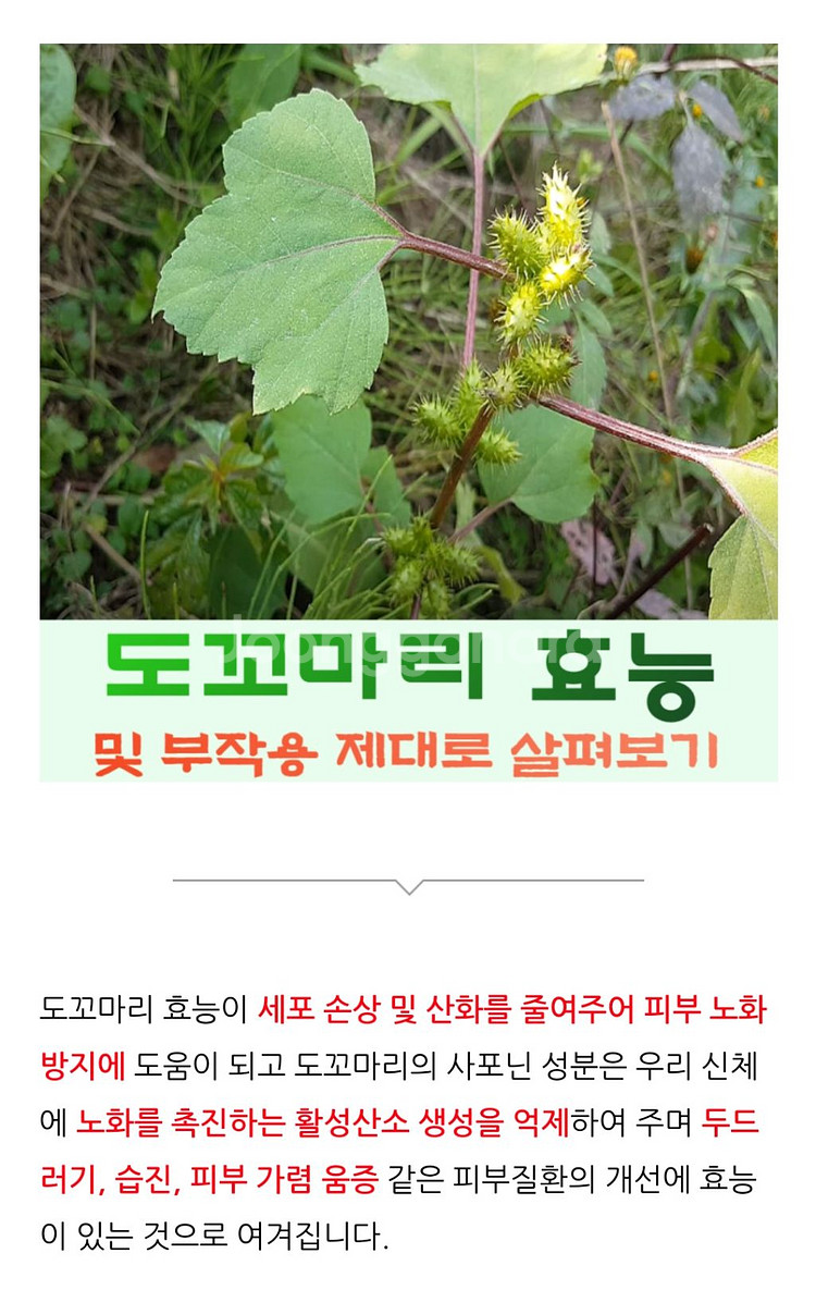 만성비염,피부병,아토피,간지럼,알콜중독,축농증,노화방지--3