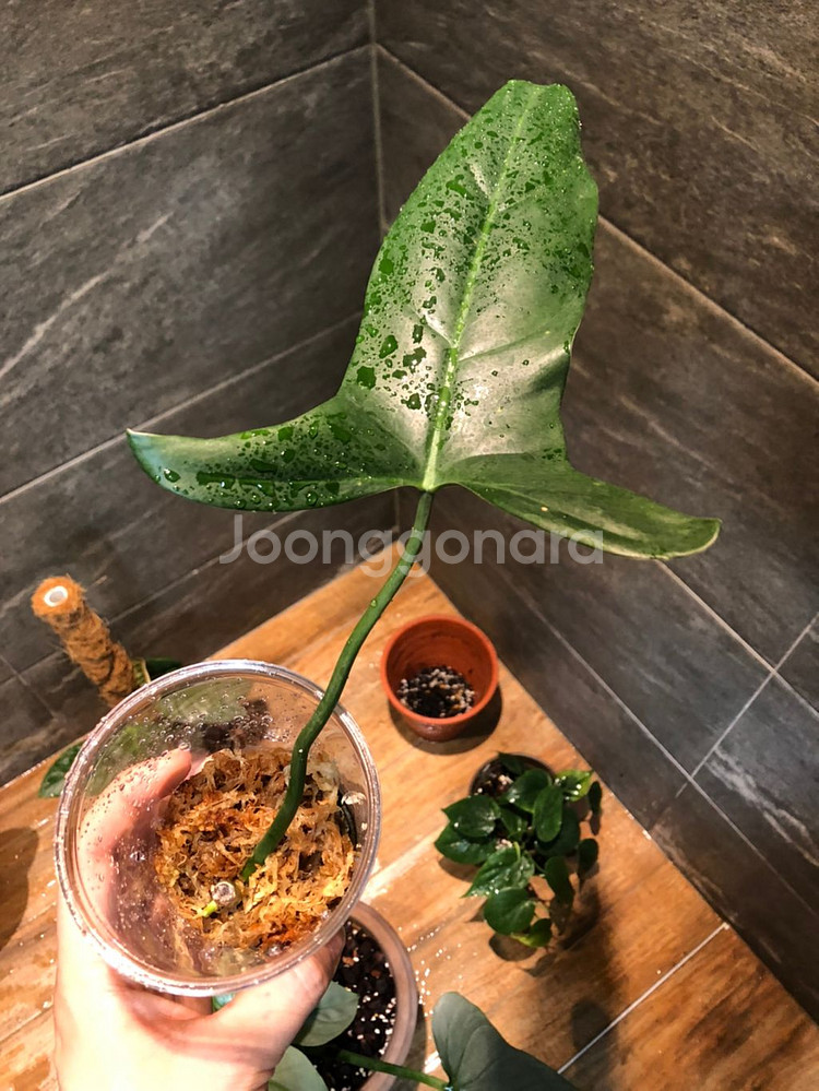 필로덴드론 멕시카넘--0