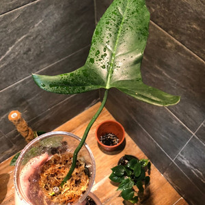 필로덴드론 멕시카넘