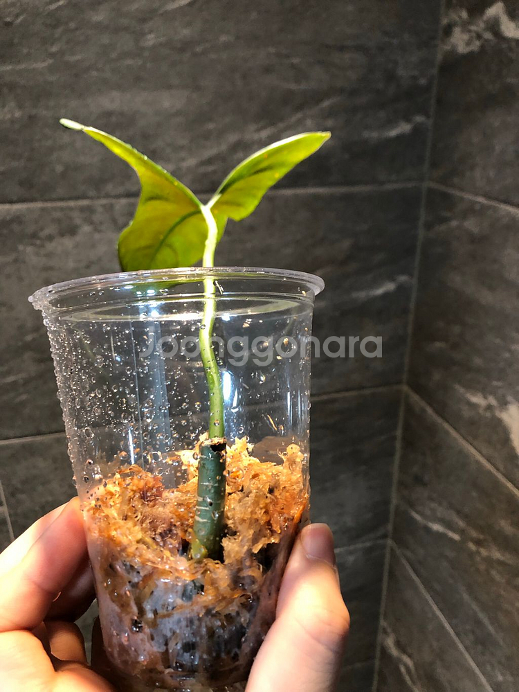 필로덴드론 멕시카넘--1