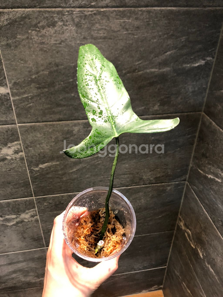 필로덴드론 멕시카넘--3