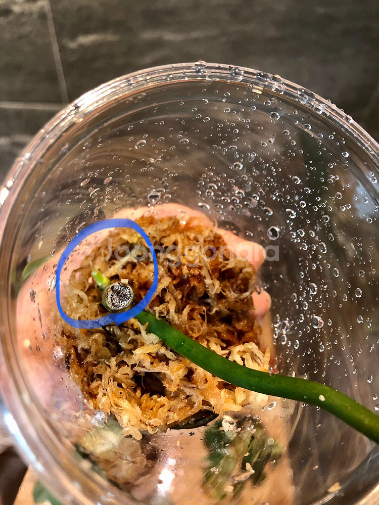 필로덴드론 멕시카넘--2