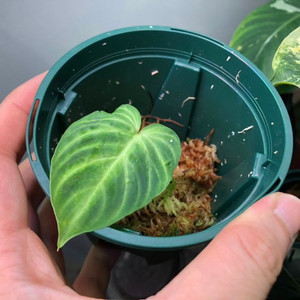 필로덴드론 베루코섬