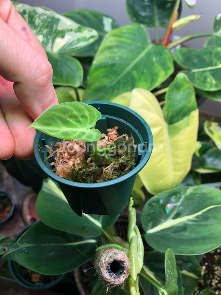 필로덴드론 베루코섬--0