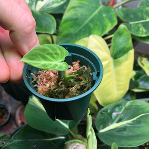 필로덴드론 베루코섬