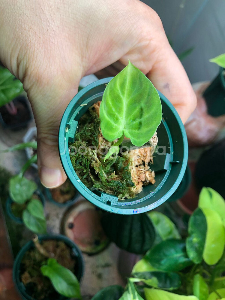 필로덴드론 베루코섬--1