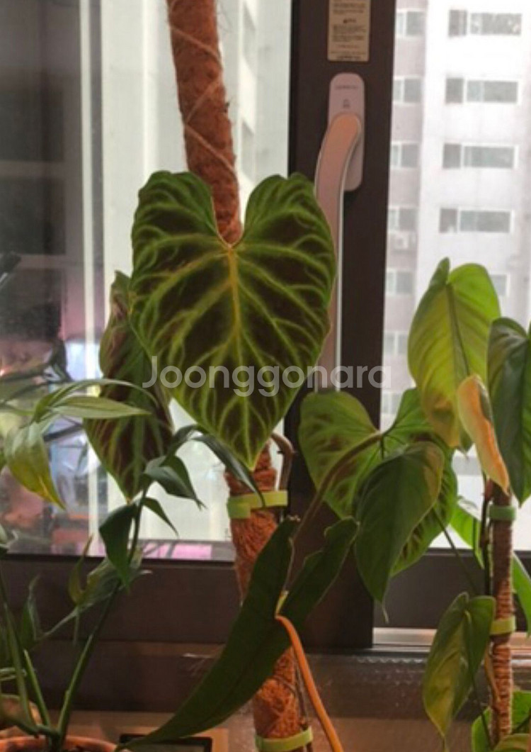 필로덴드론 베루코섬--3