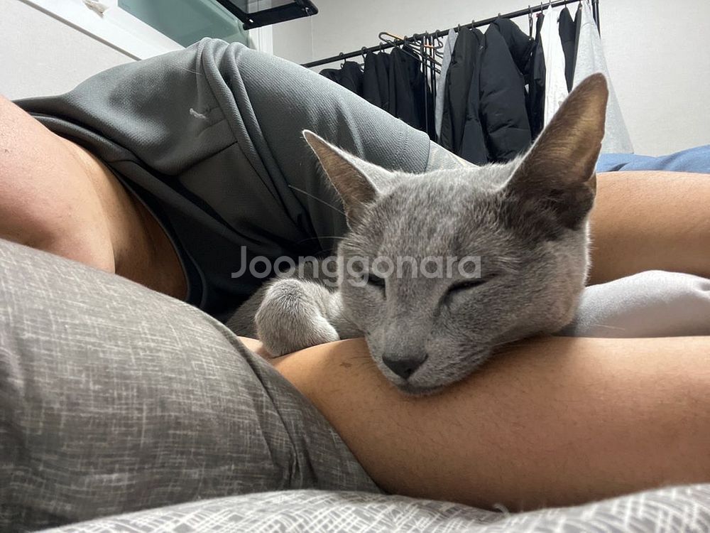 애플워치se 44 스그나실버삽니다--1