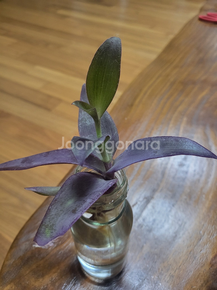 식물 자주 털 달개비--1