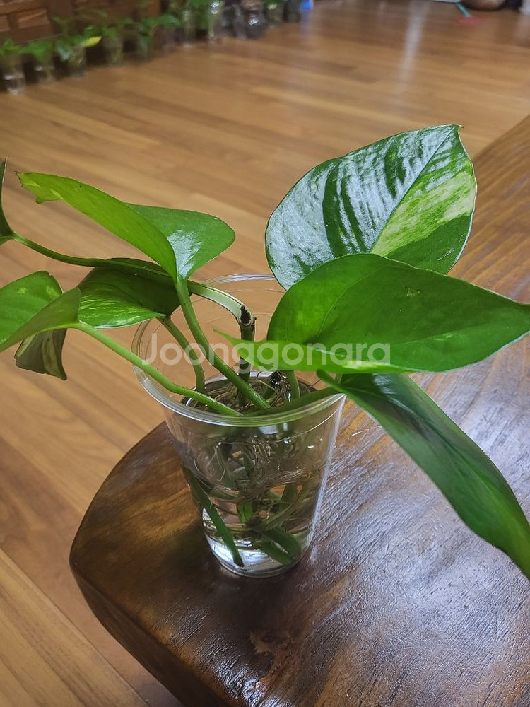 식물 스킨답서스--1