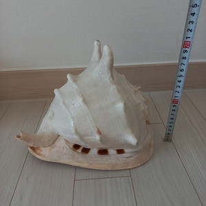 대왕 소라 장식품