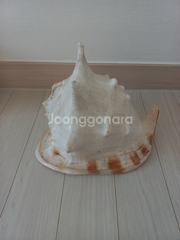 대왕 소라 장식품--2