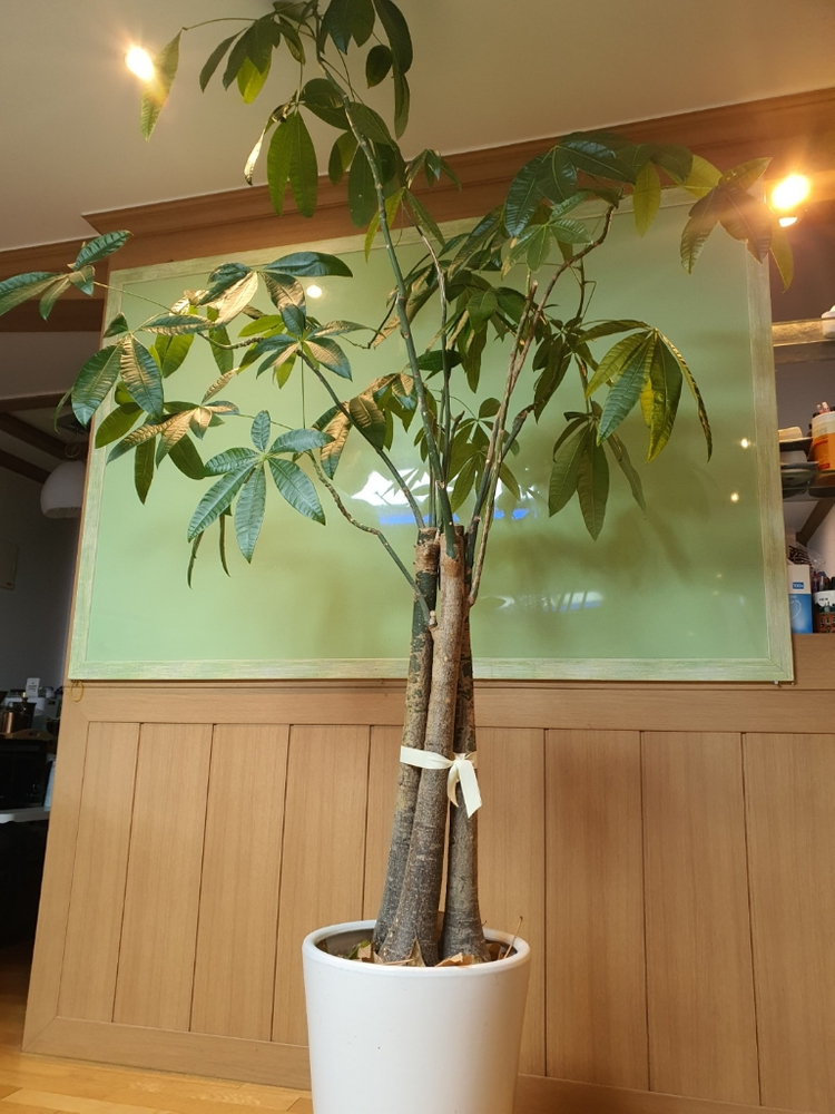 바키라 나무 (미세먼지,공기 정화 식물)--1