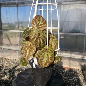 디오스코레아 디스컬러