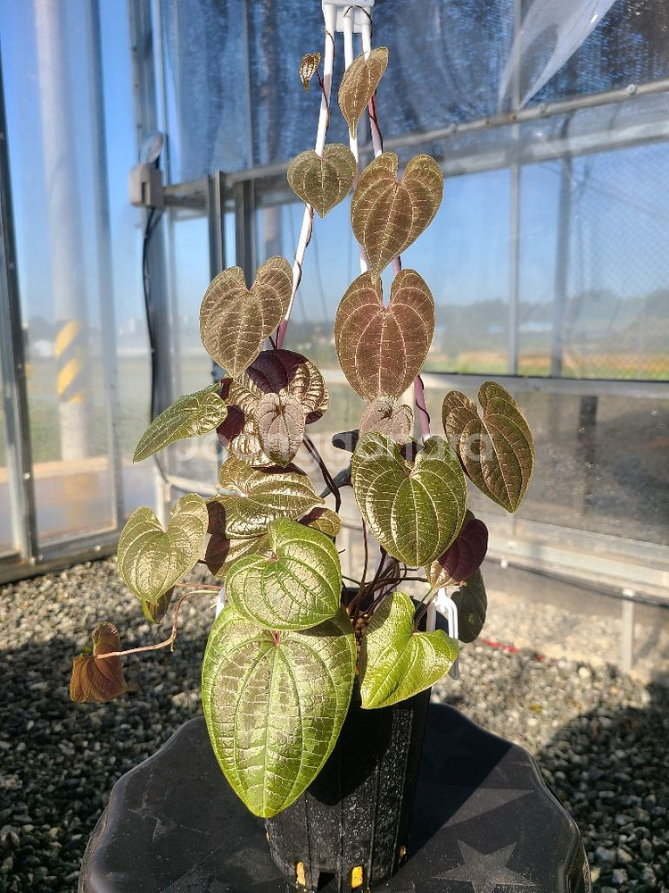 디오스코레아 디스컬러--0