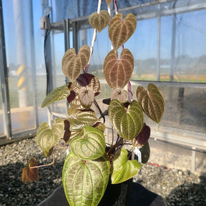 디오스코레아 디스컬러