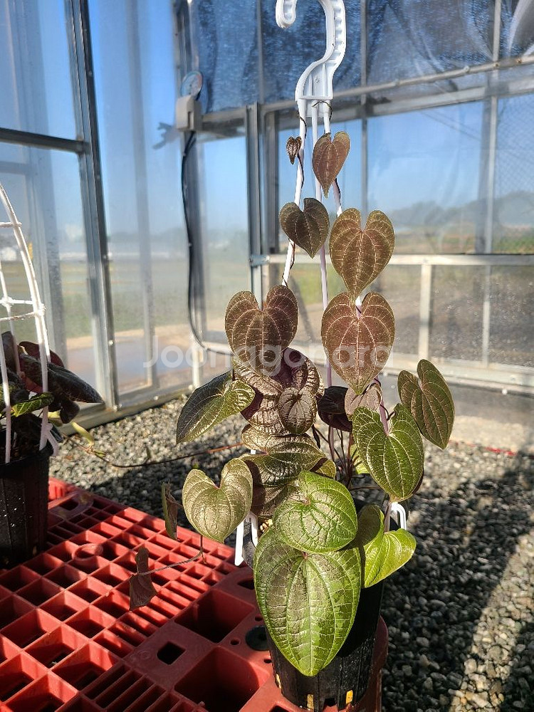 디오스코레아 디스컬러--1