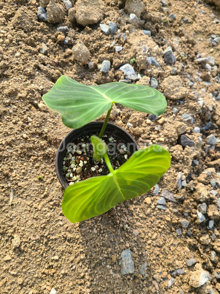 필로덴드론 베멜하--0