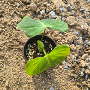 필로덴드론 베멜하