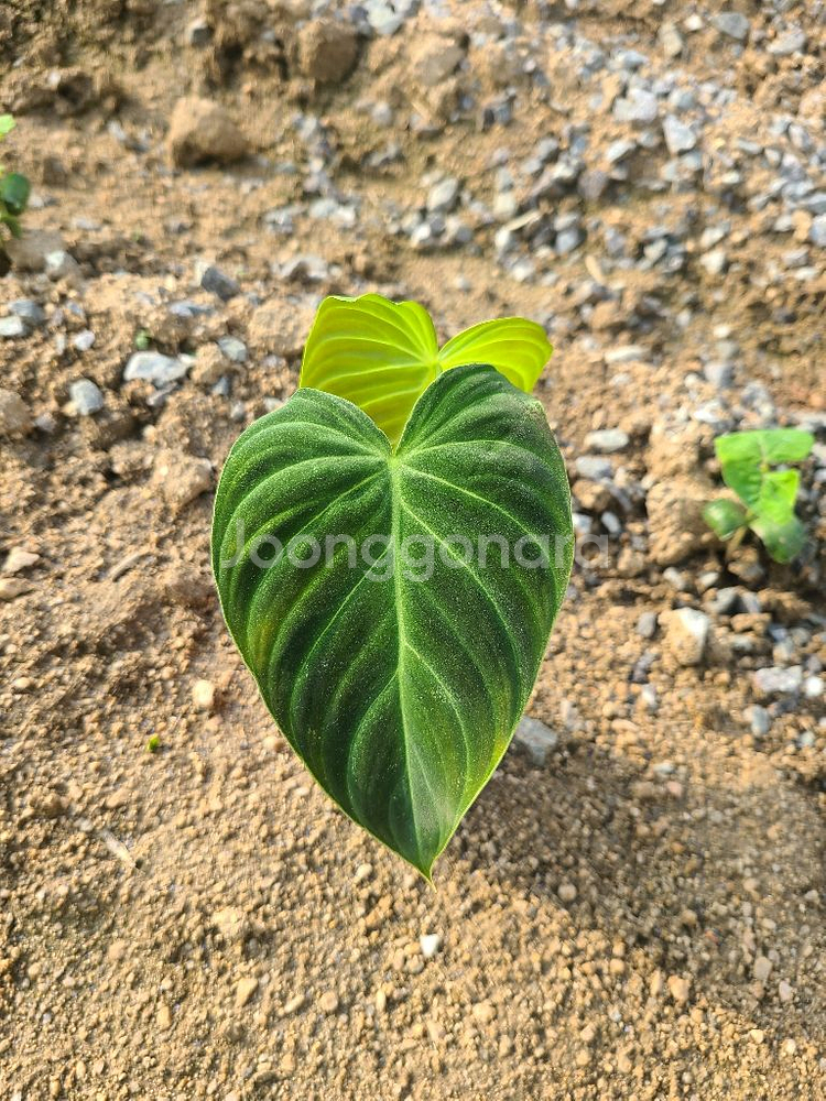 필로덴드론 베멜하--1