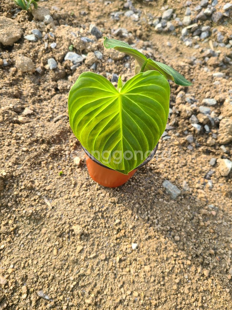 필로덴드론 베멜하--2