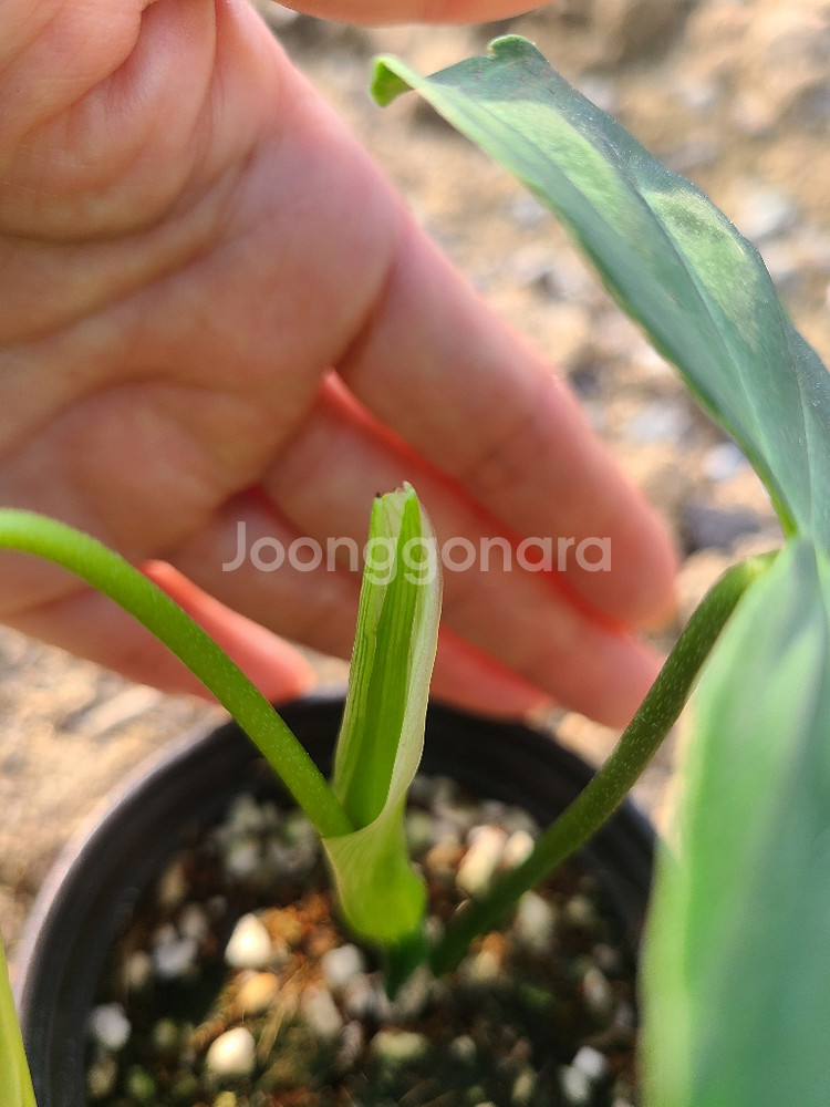 필로덴드론 베멜하--3