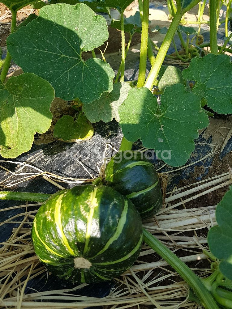 단호박(남해보물단호박)--3