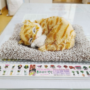 숯먹은 잠자는 고양이 아숏 제습인형 반영구