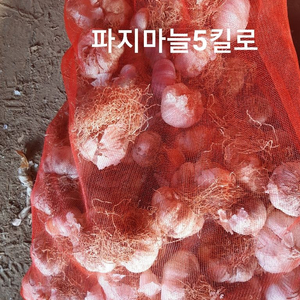 파지마늘5킬로 32800원!!!택배비포함