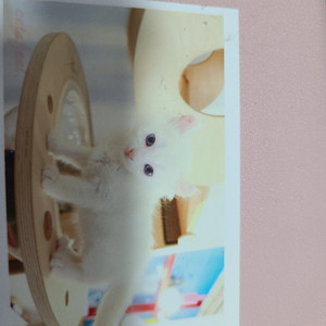 고양이 아기 포토카드