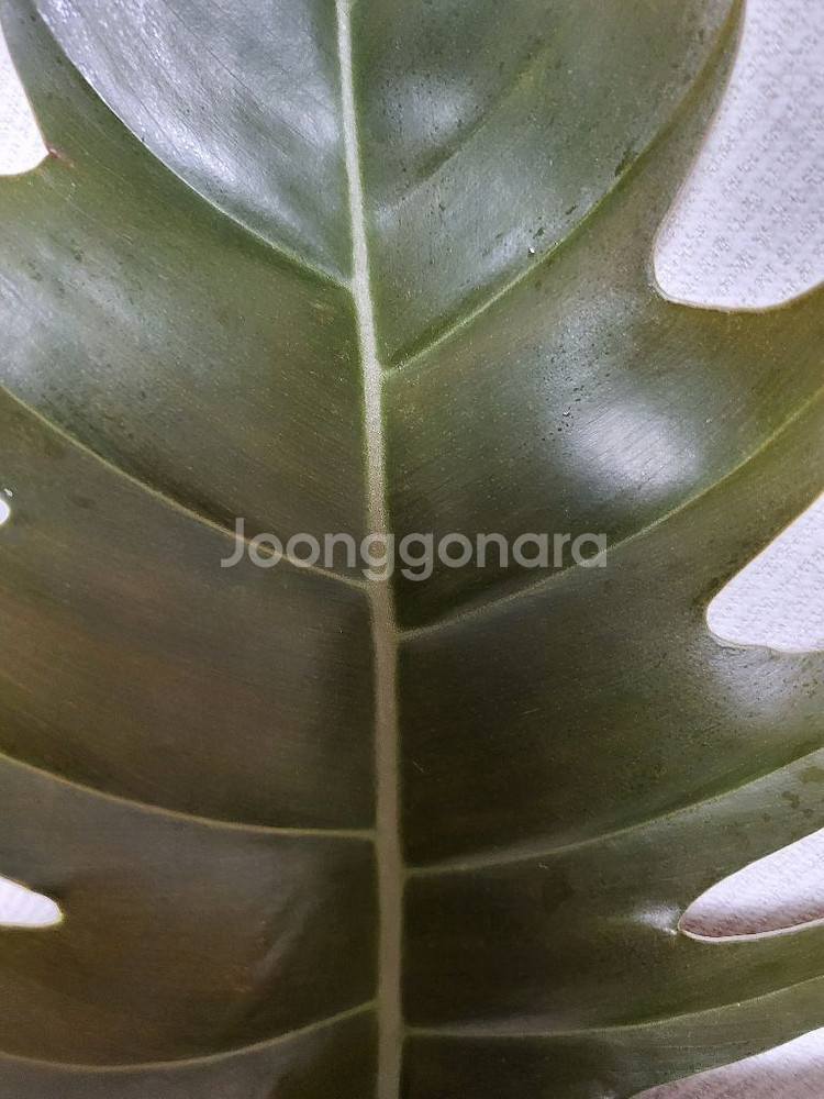 필로덴드론 카라멜마블 분양해요--3