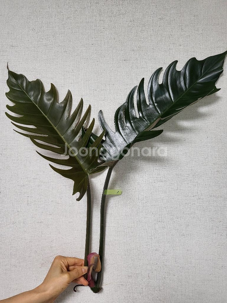 필로덴드론 카라멜마블 분양해요--0