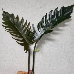 필로덴드론 카라멜마블 분양해요