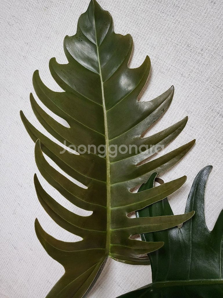 필로덴드론 카라멜마블 분양해요--1