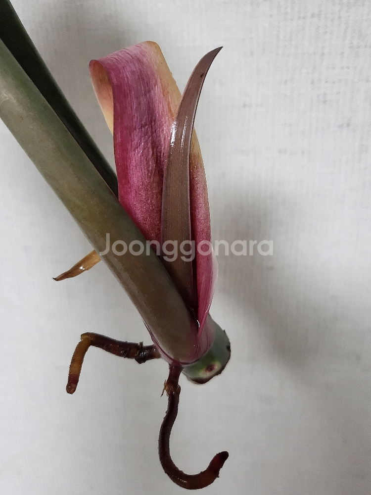 필로덴드론 카라멜마블 분양해요--4