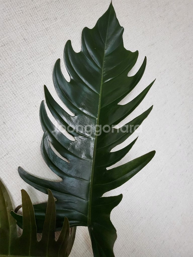 필로덴드론 카라멜마블 분양해요--2