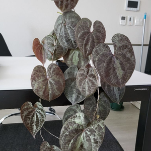 희귀식물 디스코레아 디스컬러 대품 분양해요